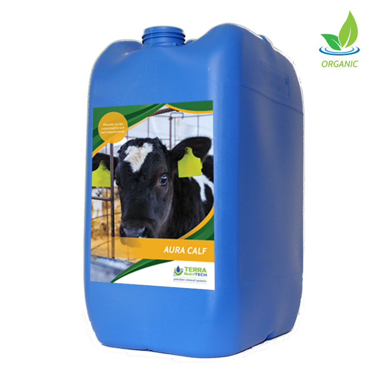 Aura Calf - Young Stock