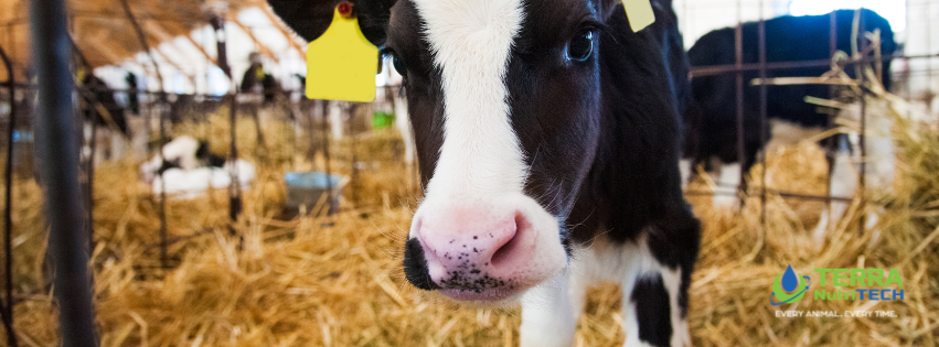 Nutrition Pre and Post-Calving: what should I be feeding?