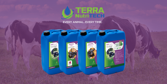 Nutrition Pre and Post-Calving: what should I be feeding?