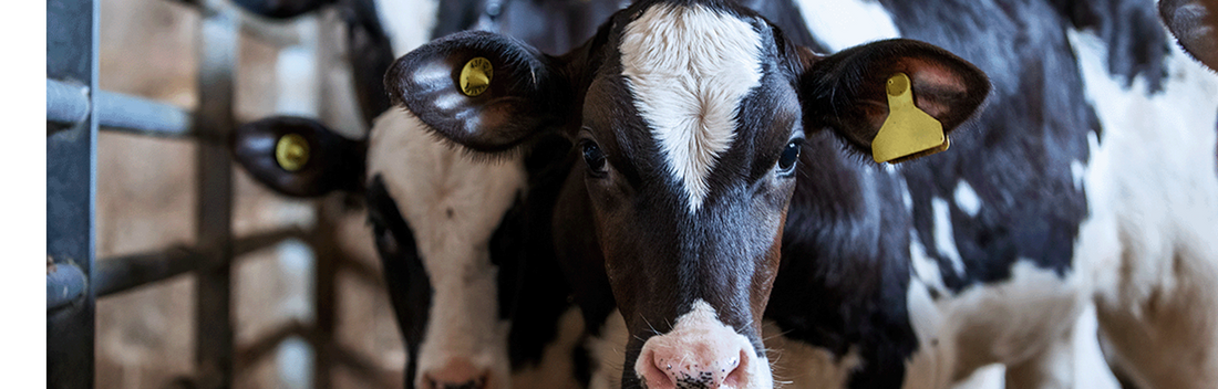 Nutrition Pre and Post-Calving: what should I be feeding?