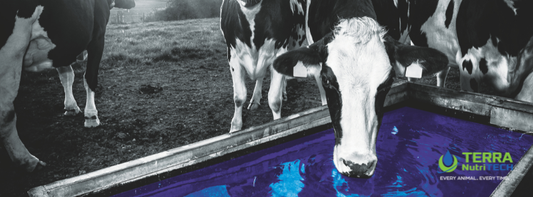 Mineral Solutions to Better Cow Fertility