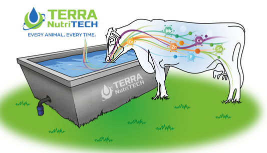 TERRA NutriTECH provides precision liquid minerals and smart dosing systems for every farm. Improve calving, fertility, milk yield, young stock, beef and overall herd health with automated, reliable delivery.