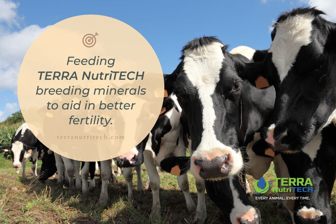 5 Reasons to Feed Breeding Minerals Before the Bull Goes Out