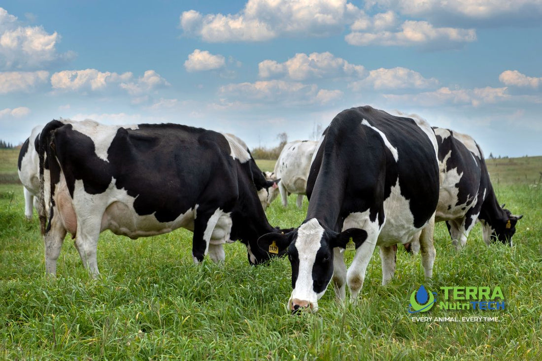Understanding Bloat in Cows: