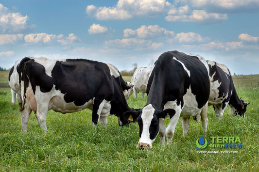 Understanding Bloat in Cows: